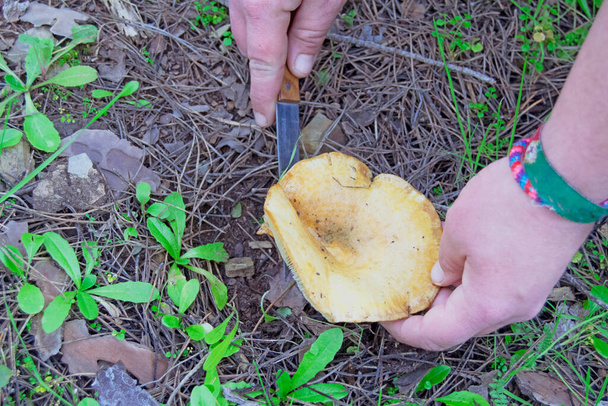 Женщина ищет грибы в лесу и руками режет их черным ножом. - Фото, изображение
