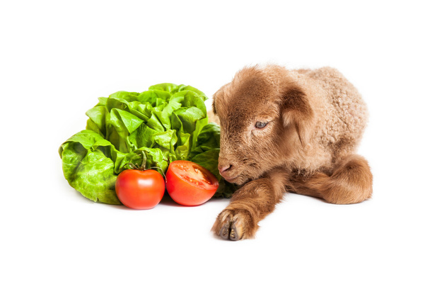 Lamm isoliert auf weißem Hintergrund mit Salat und Tomaten - Foto, Bild