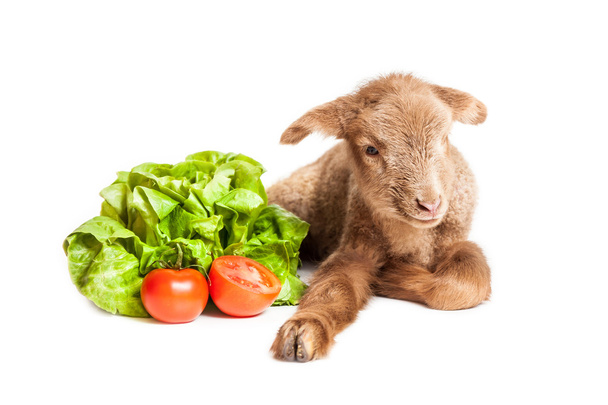Lamb isolated on white background with salad and tomatoes - Photo, Image