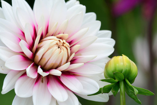 Close up de uma flor dahlia rosa e branca em flor - Foto, Imagem