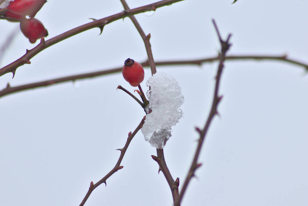 Czerwony owoc różanego biodra w okresie zimowym ze śniegiem, lodem i soplami pokazuje rozmrażanie w grudniu po opadach śniegu topniejącym lodem, topniejącym śniegiem i kroplami wody na zimowych owocach - Zdjęcie, obraz