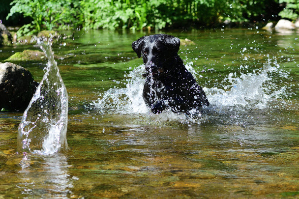 Musta labradorinnoutaja juoksee joen kiven perässä - Valokuva, kuva