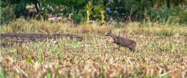 Panoráma egy futó szarvasról egy frissen kaszált kukoricaföldön, erdő a háttérben. hosszú fedél vagy közösségi média - Fotó, kép