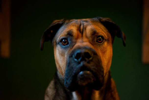 Üzgün köpek, cins, kahverengi köpek portresi, kapalı mekan hayvanı. - Fotoğraf, Görsel