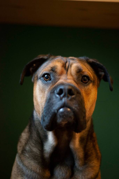 Ca de bou dog sad look breed, portrait of brown color dog, animal indoors - Photo, Image
