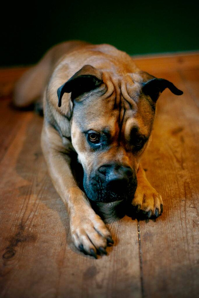 Портрет породы собак ca de bou - Фото, изображение