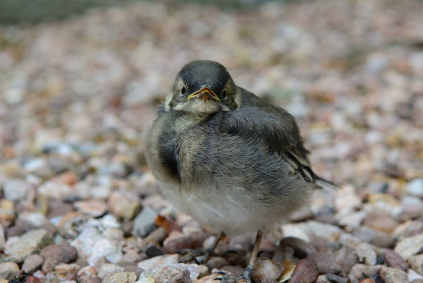 Close up of a pied wagtail fledgling standing on the ground - Photo, Image