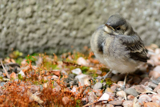 Close up of a pied wagtail fledgling standing on the ground - Photo, Image