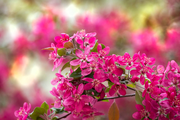 Bright purple red blossoming of a paradise apple tree or crab apple tree in botanical garden. Flowering apple tree in spring. Branch of a blossoming apple tree with red flowers closeup - Foto, Imagen