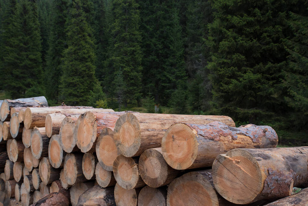 Desmatamento florestal de árvores mortas, destruídas pelo besouro da casca - Foto, Imagem