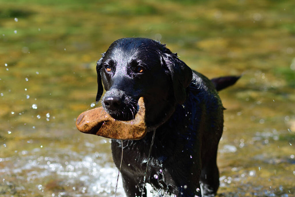 Ağzında bir taşla nehirde duran siyah bir Labrador 'un portresi. - Fotoğraf, Görsel