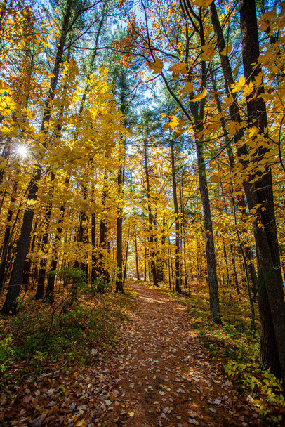 Renkli, Wisconsin, Ekimde sonbahar ağaçları, dikey - Fotoğraf, Görsel