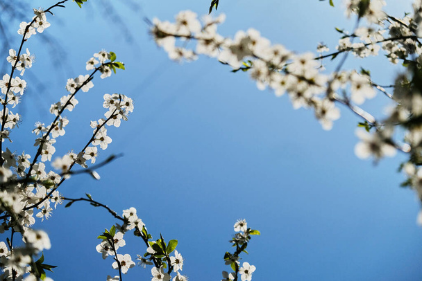 Размытые цветущие ветви вишневых деревьев на фоне голубого неба. тонкая картина весенних цветов. Размытие и избирательная фокусировка. - Фото, изображение