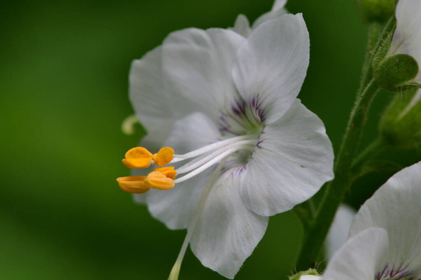 Makro laukaus Polemonium kukka (Jacobs tikkaat) kukassa - Valokuva, kuva