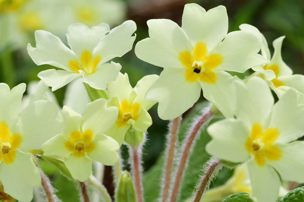 Close up of common primroses (primula vulgaris) in bloom - Photo, Image
