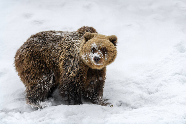 冬の森の中でクローズアップ茶色のクマ。自然生息地での危険動物。哺乳類だ。野生動物のシーン - 写真・画像