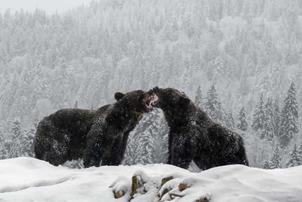 Lähikuva kaksi vihainen ruskea karhu taistella talvella metsässä. Vaara eläin luonnossa elinympäristössä. Iso nisäkäs. Luonnonvaraiset eläimet ja kasvit - Valokuva, kuva