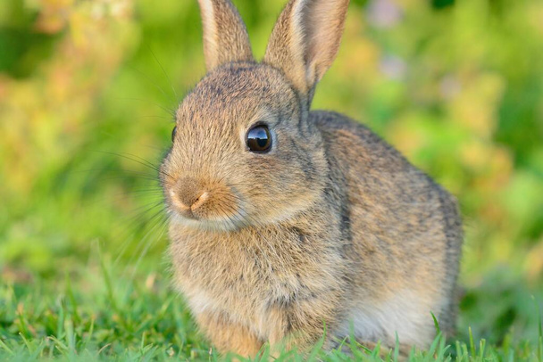 牧草地に座っているウサギの肖像画 - 写真・画像