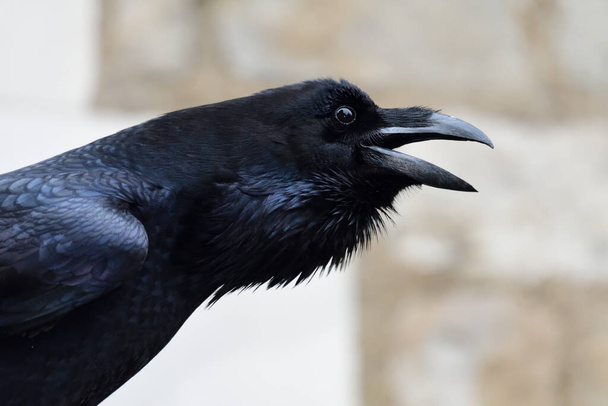 Πυροβολισμός στο κεφάλι κορακιού που σκούζει (corvus corax) - Φωτογραφία, εικόνα