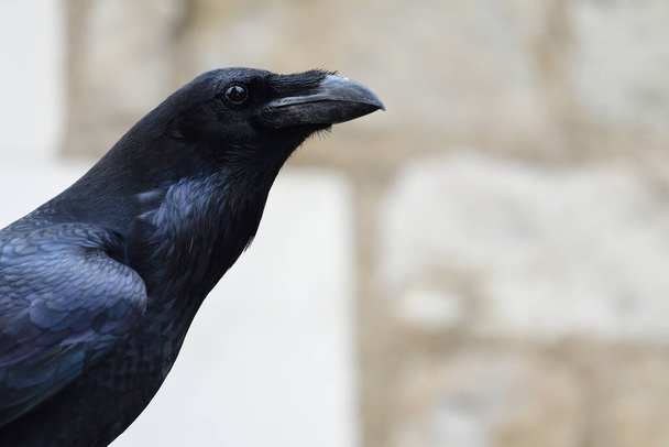Tiro dianteiro de um corvo (corvus corax) - Foto, Imagem