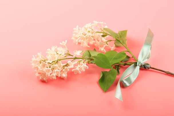 white lilac tied with a green ribbon on a pink background - Foto, imagen