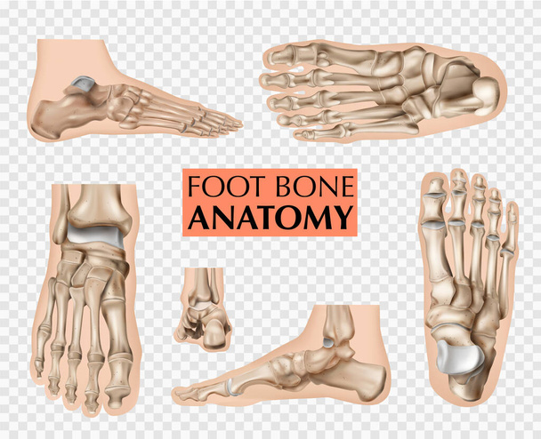 Anatomie des Fußknochens Set - Vektor, Bild