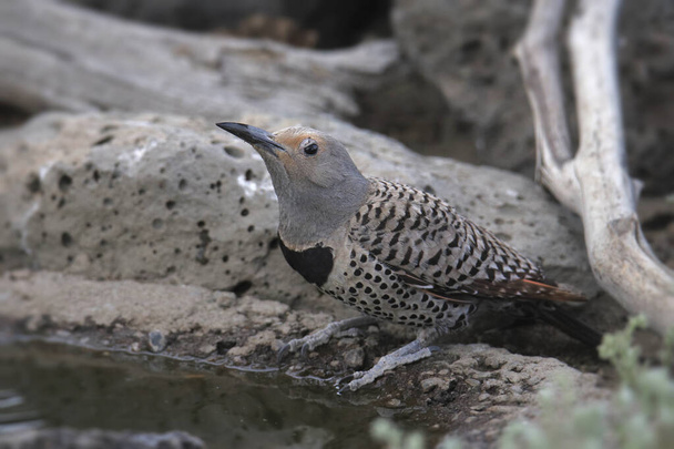 Northern Flicker (Red-shafted, female) swallowing a gulp of water - Photo, Image
