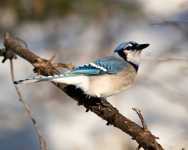 Blue Jay perched on a branch with a blur background in the forest environment and habitat. Image. Picture. Portrait. Looking to the right side. Blue Jay Stock Photos.  - Foto, Bild