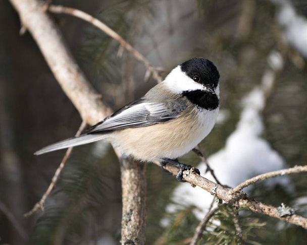 Chickadee close-up profile view on a tree branch with a blur background in its environment and habitat, displaying grey feather plumage wings and tail, black cap head. Image. Picture. Portrait. Chickadee Stock Photos. - Foto, Bild