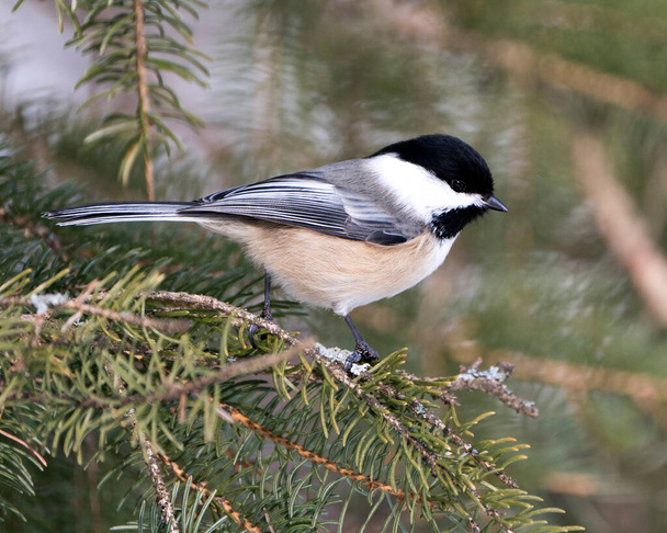 Chickadee close-up profile view on a fir tree branch with a blur background in its environment and habitat, displaying grey feather plumage wings and tail, black cap head. Image. Picture. Portrait. Chickadee Stock Photos. - Фото, зображення