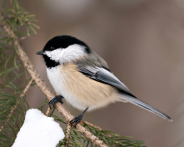 Chickadee close-up profile view on a fir tree branch with a blur background in its environment and habitat, displaying grey feather plumage wings and tail, black cap head. Image. Picture. Portrait. Chickadee Stock Photos. - Photo, image