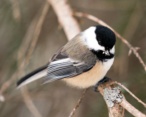 Chickadee close-up profile view on a tree branch with a blur background in its environment and habitat, displaying grey feather plumage wings and tail, black cap head. Image. Picture. Portrait. Chickadee Stock Photos. - Photo, image