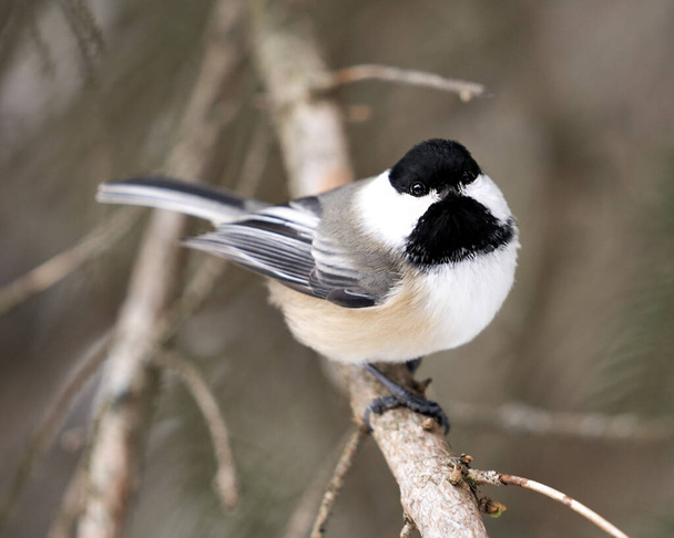 Chickadee close-up profile view on a tree branch with a blur background in its environment and habitat, displaying grey feather plumage wings and tail, black cap head. Image. Picture. Portrait. Chickadee Stock Photos. - Fotó, kép