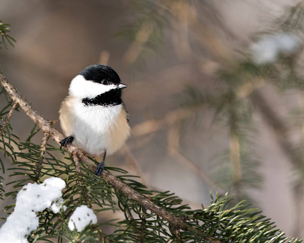 Chickadee close-up profile view on a fir tree branch with a blur background in its environment and habitat, displaying grey feather plumage wings and tail, black cap head. Image. Picture. Portrait. Chickadee Stock Photos. - Foto, Bild