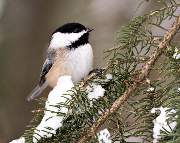 Chickadee close-up profile view on a fir tree branch with a blur background in its environment and habitat, displaying grey feather plumage wings and tail, black cap head. Image. Picture. Portrait. Chickadee Stock Photos. - Fotografie, Obrázek