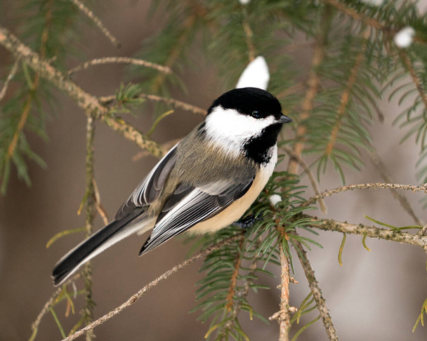 Chickadee close-up profile view on a fir tree branch with a blur background in its environment and habitat, displaying grey feather plumage wings and tail, black cap head. Image. Picture. Portrait. Chickadee Stock Photos. - Fotó, kép