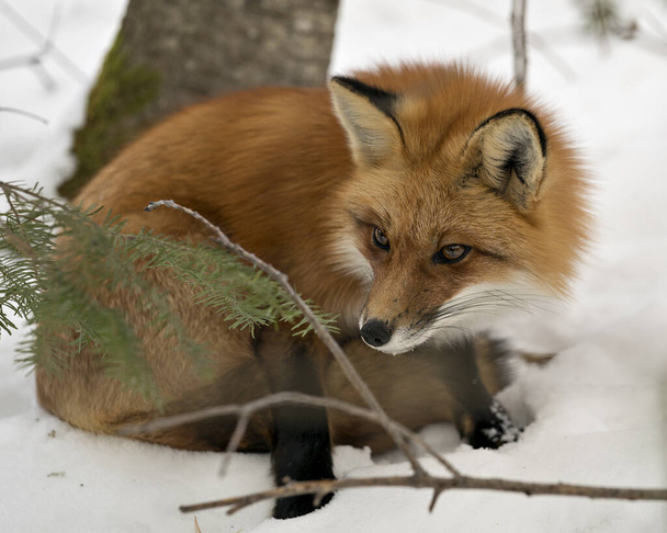 Zorro rojo vista de primer plano del perfil en la temporada de invierno en su entorno y hábitat con fondo de nieve mostrando cola de zorro espeso, piel. Fox Image. Una foto. Retrato. Stock de fotos de Fox. - Foto, imagen
