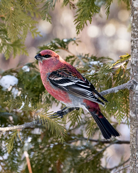 Grosbeak perched on a branch displaying red feather wings with a cedar branch background in the winter season in its environment and habitat. Image. Picture. Portrait. Grosbeak Stock Photo.  - 写真・画像
