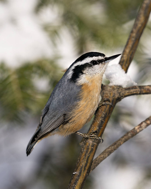 A nudli közeli profilkép egy faágon helyezkedik el, ahol hó van a környezetében és a homályos hátterű élőhelyen, tolltolltolltolltollazatot és madárfarkat ábrázolva. Képet. Képet. Portré. Nuthatch stock fotók.  - Fotó, kép