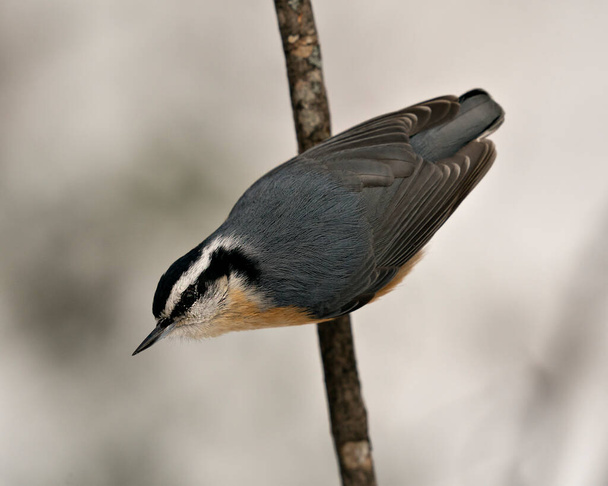 Nuthatch close-up profielweergave neergestreken op een boomtak in zijn omgeving en habitat met een wazige achtergrond, met veren en vogelstaart. Afbeelding. Afbeelding. Portret. Nuthatch stock foto 's.  - Foto, afbeelding