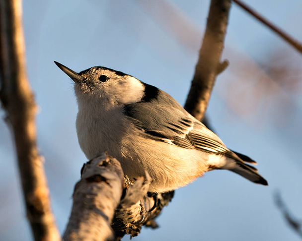 White-Breasted Nuthatch close-up profile view perched on a birch branch with a blur blue sky background in its environment and habitat. Image. Picture. Portrait. White-Breasted Nuthatch Stock Photo.  - Photo, Image
