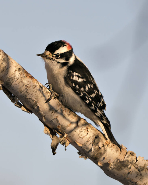 Woodpecker perched displaying white and black colour feather plumage, in its environment and habitat in the forest with a blur background. Image. Picture. Portrait. Woodpecker Stock Photos.  - Photo, Image