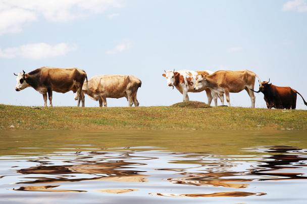 Vacas en el lago y sus reflejos en el agua
 - Foto, Imagen