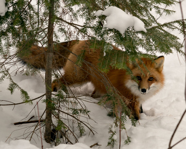 Vue rapprochée du renard roux en hiver dans son environnement et son habitat, avec fond de neige montrant une queue de renard touffue, de la fourrure. Fox Image. Une photo. Portrait. Photo stock de renard. - Photo, image
