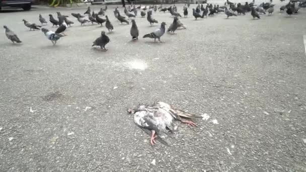 Мертвый голубь лежал на асфальтовой дороге - Кадры, видео