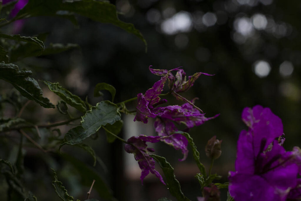 熱から乾燥した花で下から花と紫色のキュラソーの木 - 写真・画像