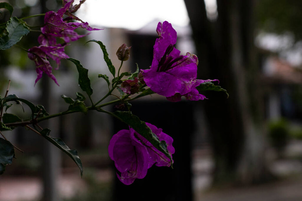 閉じる下から花と紫のカラカオの木 - 写真・画像
