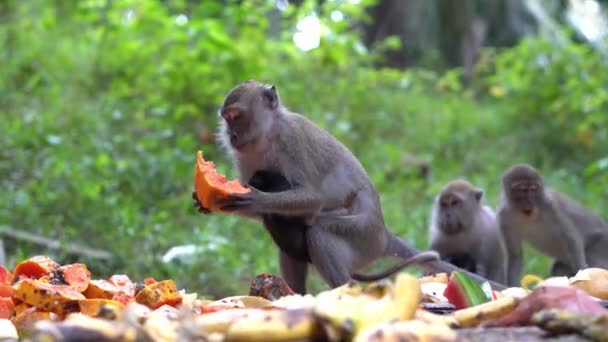Maymun anne bebeğini getirir. İnsanlar tarafından beslenen meyveleri yer.. - Video, Çekim