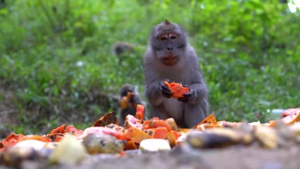 Μαϊμού κάθονται στο έδαφος τρώει νόστιμα φρούτα. - Πλάνα, βίντεο