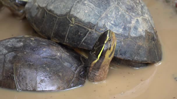 Tortoise in the mud water look around. - Footage, Video